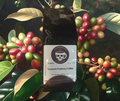 Tanzania Peaberry